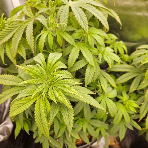 Shango church growlog photo: Mustard plug