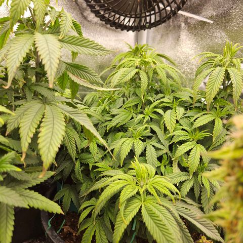 Shango church growlog photo: Susan 