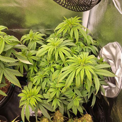 Shango church growlog photo: Susan 