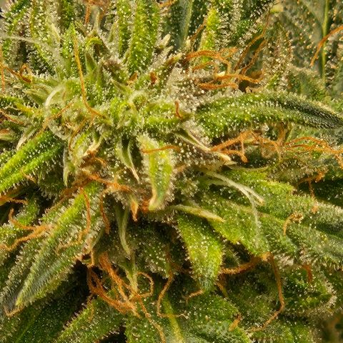 Chocolate mints og auto growlog timeline photo