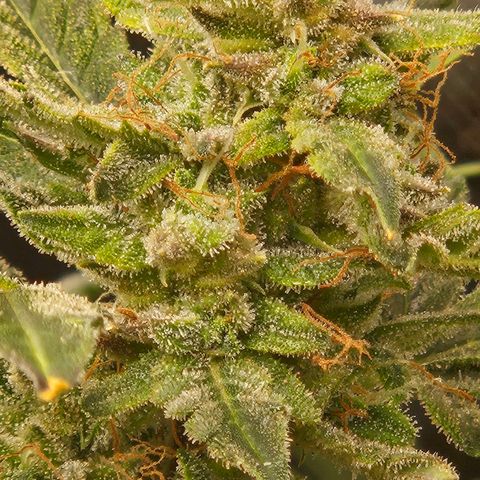 Chocolate mints og auto growlog timeline photo