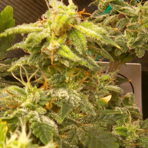 Chocolate mints og auto growlog timeline photo