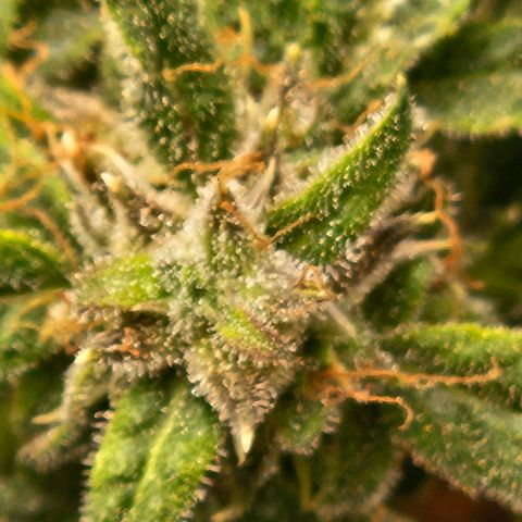 Chocolate mints og auto growlog timeline photo
