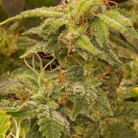 Chocolate mints og auto growlog timeline photo