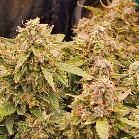 Chocolate mints og auto growlog timeline photo