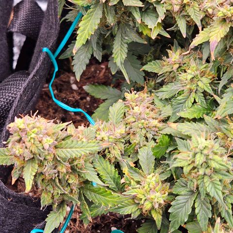 Chocolate mints og auto growlog timeline photo