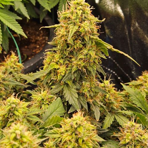 Chocolate mints og auto growlog timeline photo