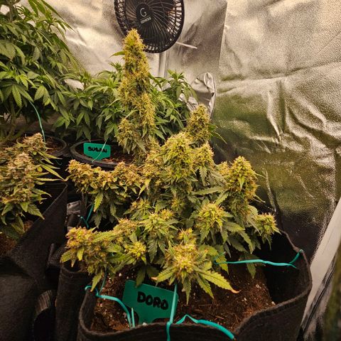 Chocolate mints og auto growlog timeline photo