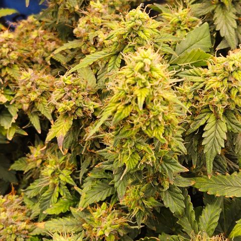 Chocolate mints og auto growlog timeline photo