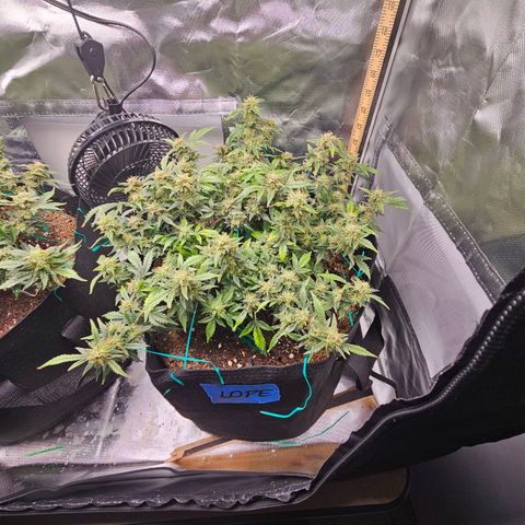 Chocolate mints og auto growlog timeline photo