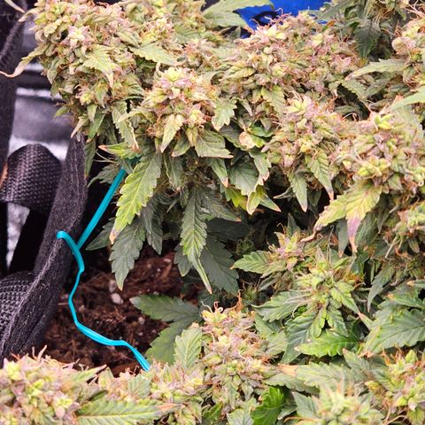Chocolate mints og auto growlog timeline photo
