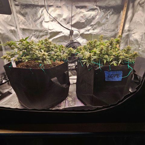 Chocolate mints og auto growlog timeline photo