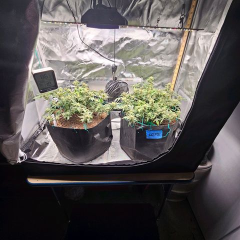 Chocolate mints og auto growlog timeline photo