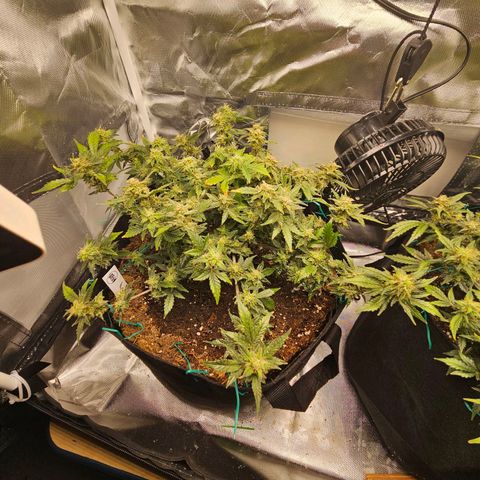 Chocolate mints og auto growlog timeline photo