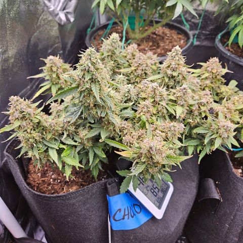 Chocolate mints og auto growlog timeline photo