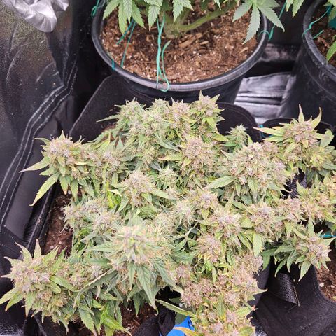 Chocolate mints og auto growlog timeline photo