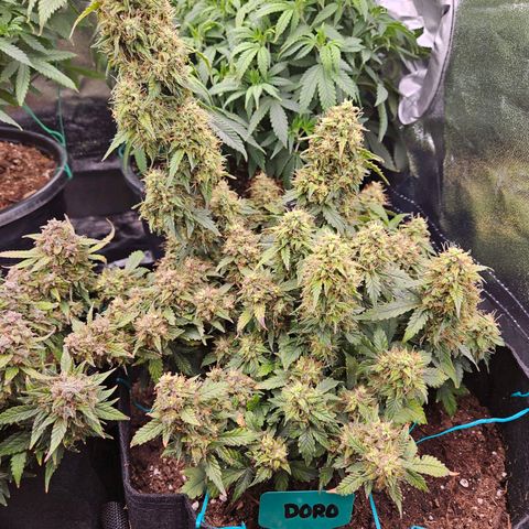 Chocolate mints og auto growlog timeline photo