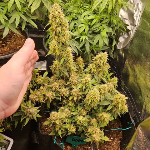 Chocolate mints og auto growlog timeline photo