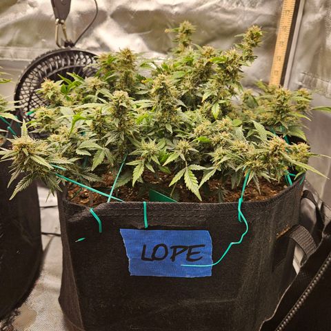 Chocolate mints og auto growlog timeline photo