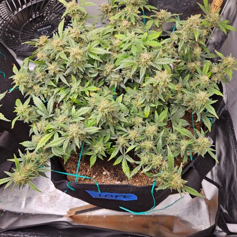 Chocolate mints og auto growlog timeline photo