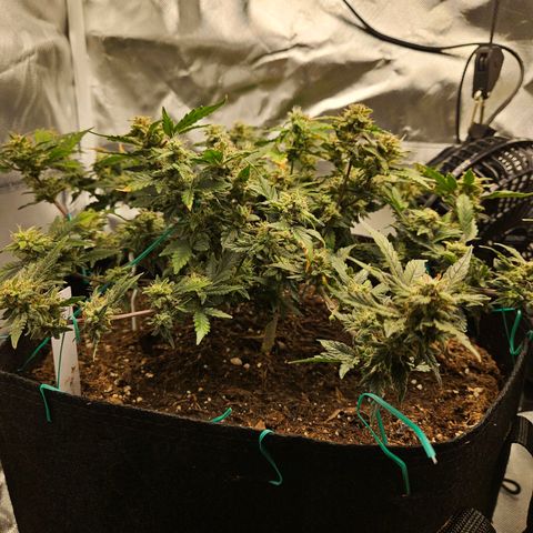 Chocolate mints og auto growlog timeline photo