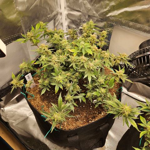 Chocolate mints og auto growlog timeline photo