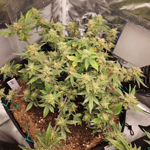 Chocolate mints og auto growlog timeline photo