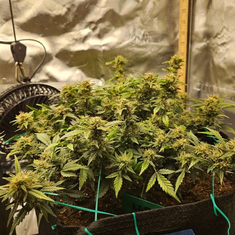 Chocolate mints og auto growlog timeline photo