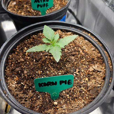 Red Velvet runtz  growlog timeline photo