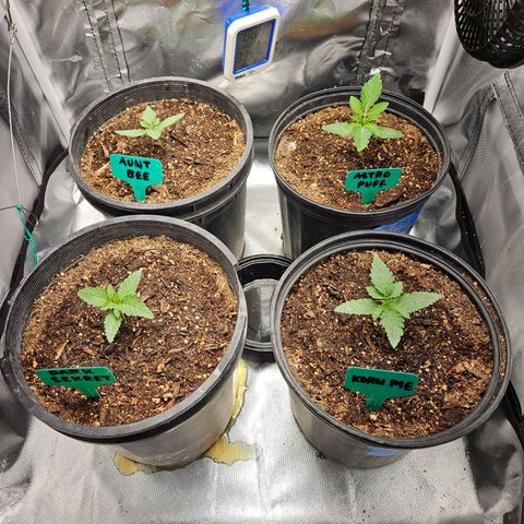 Red Velvet runtz  growlog timeline photo
