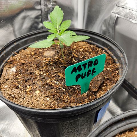 Red Velvet runtz  growlog timeline photo