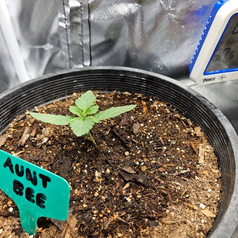 Red Velvet runtz  growlog timeline photo