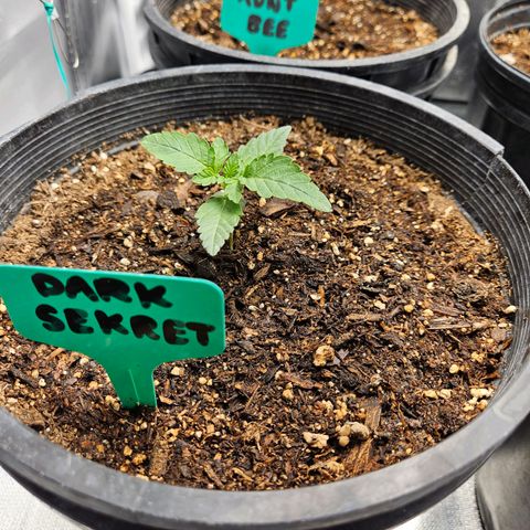 Red Velvet runtz  growlog timeline photo