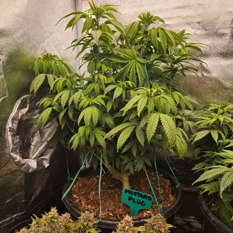 Shango church growlog photo: Shango before final trim before flower 