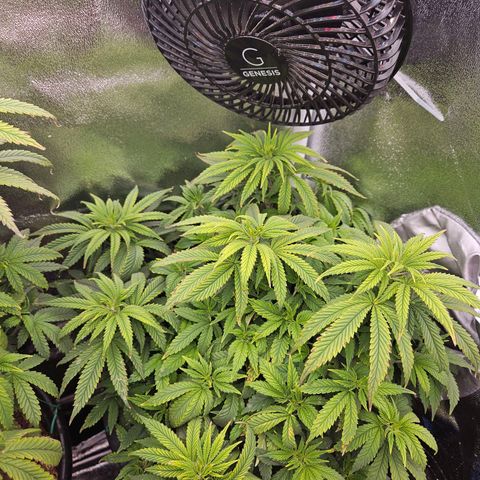 Shango church growlog photo: Shango before final trim before flower 