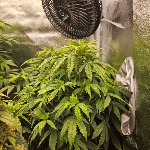 Shango church growlog photo: Shango before final trim before flower 