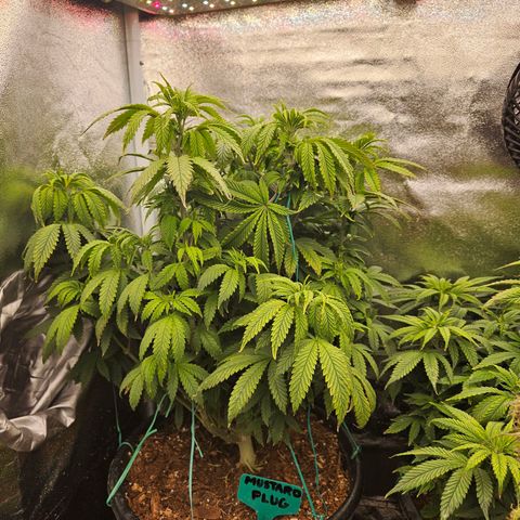 Shango church growlog photo: Shango before final trim before flower 