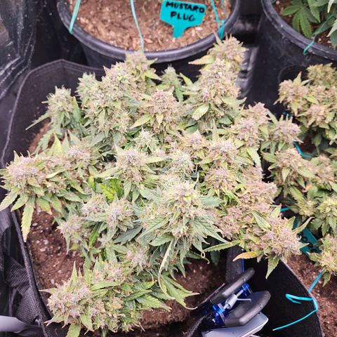 Chocolate mints og auto growlog photo: These girls in the final stretch  soooooo close to actual buds