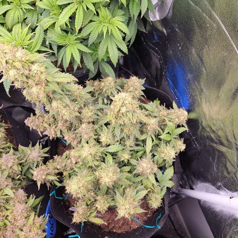 Chocolate mints og auto growlog photo: These girls in the final stretch  soooooo close to actual buds