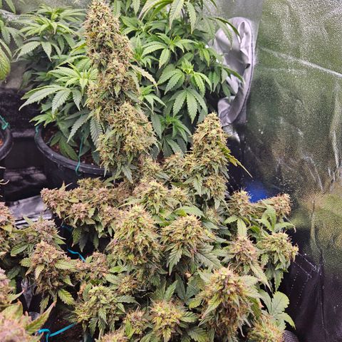 Chocolate mints og auto growlog photo: These girls in the final stretch  soooooo close to actual buds
