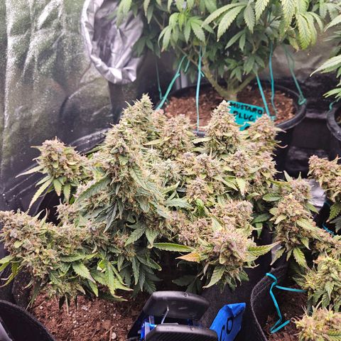 Chocolate mints og auto growlog photo: These girls in the final stretch  soooooo close to actual buds