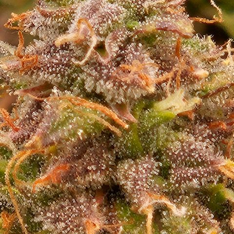 Chocolate mints og auto growlog timeline photo