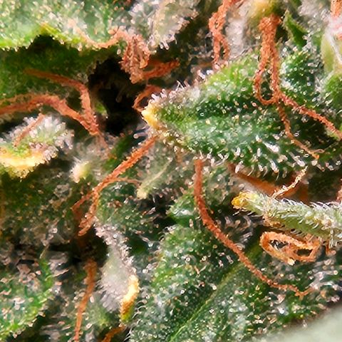 Chocolate mints og auto growlog timeline photo
