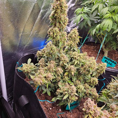 Chocolate mints og auto growlog timeline photo