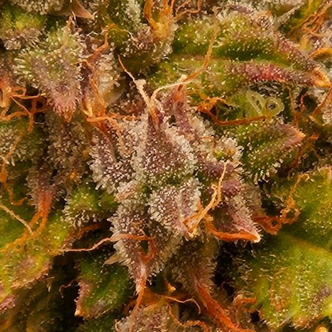 Chocolate mints og auto growlog timeline photo