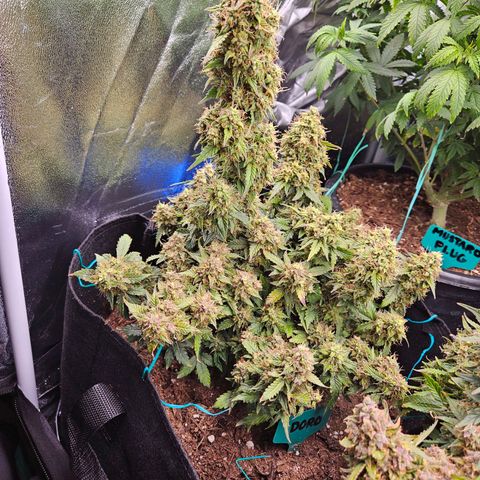 Chocolate mints og auto growlog timeline photo