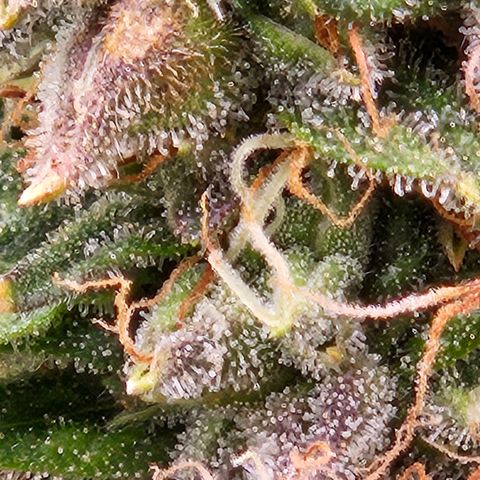 Chocolate mints og auto growlog timeline photo
