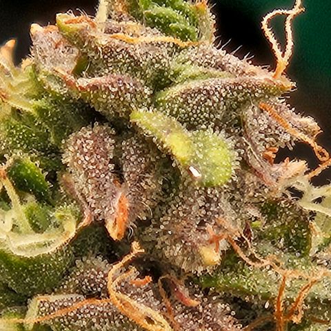 Chocolate mints og auto growlog timeline photo