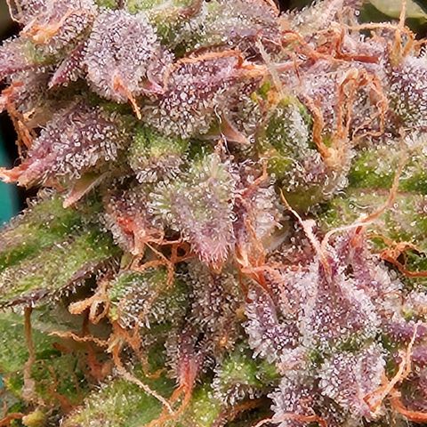 Chocolate mints og auto growlog timeline photo