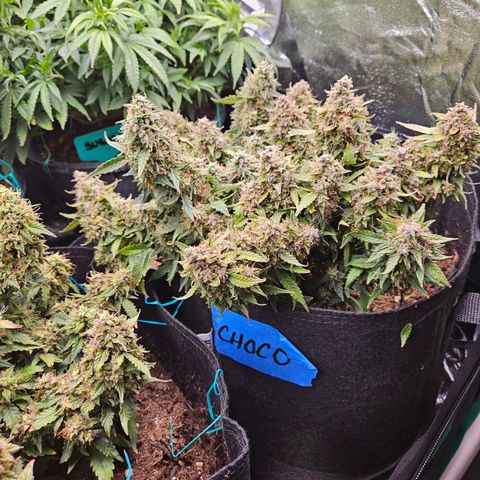 Chocolate mints og auto growlog timeline photo